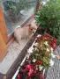 Подаряват се 2 малки кученца.Майката е Джак ръсел, снимка 2
