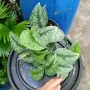 разкошни стайни растения , снимка 11