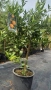 Мандарина, Лимон , снимка 8
