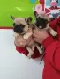 Френски булдог french bulldog , снимка 10