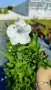 Продава се Руелия, Мексиканска петуния, Ruellia,  Mexican Petunia!!, снимка 8
