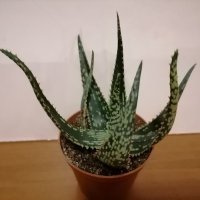 Алое/Aloe saponaria/, снимка 1 - Стайни растения - 41353912