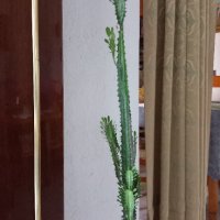 Кактус Еуфорбия тригона, снимка 7 - Стайни растения - 38754294