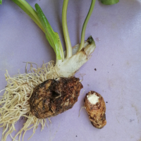 Продам пресен див корен змийска хурка , снимка 1 - Медицински, стоматологични - 44684164