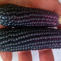 Пуканки - царевица, семена, снимка 2 - Сортови семена и луковици - 44297985