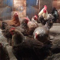 Катунски яйца, кокошки и петли, снимка 8 - други­ - 32540010