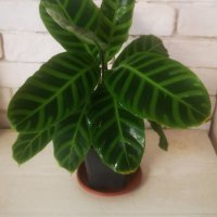 Калатея зебрина /Calathea zebrina/, снимка 1 - Стайни растения - 40851715