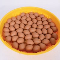 Инкубатор за до 70 яйца, румънско производство, гаранция, сервиз, снимка 1 - Други стоки за животни - 35851531