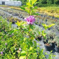 Дървовидна Ружа, Hibiscus syriacus, бял и лилав, снимка 5 - Градински цветя и растения - 41482726