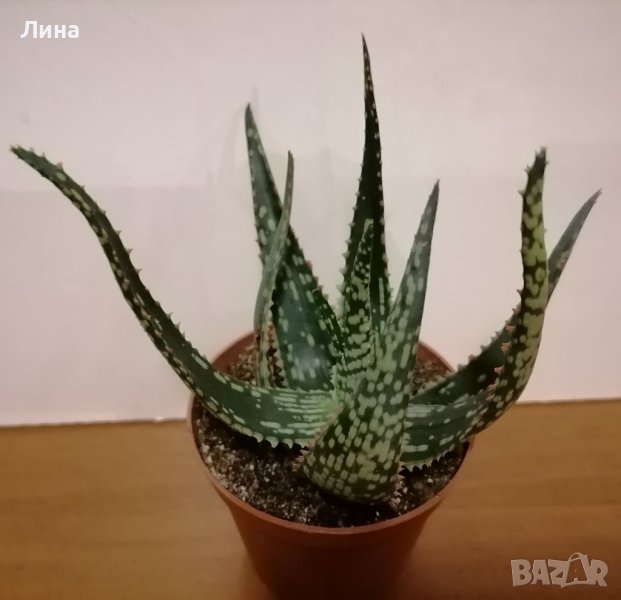 Алое/Aloe saponaria/, снимка 1