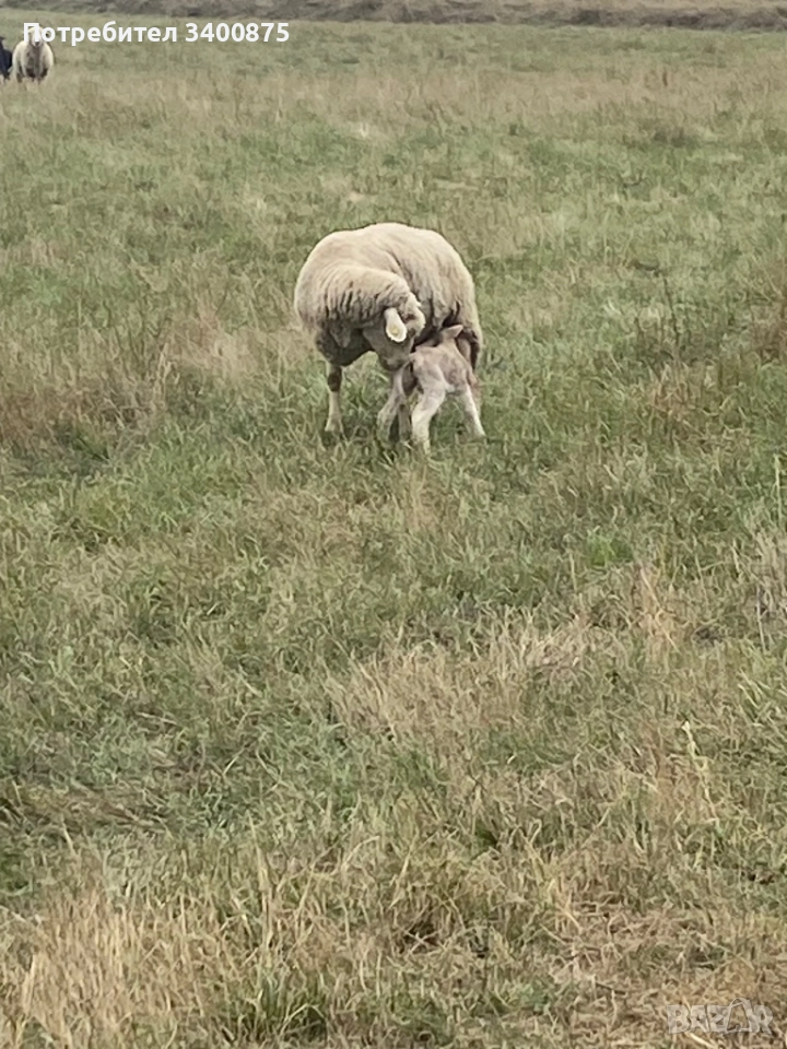 овце илдюфранс, снимка 1