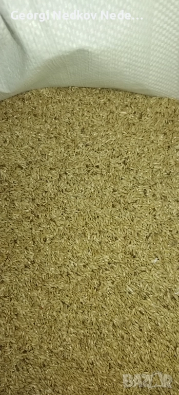 Продавам канарено семе отвято, снимка 1