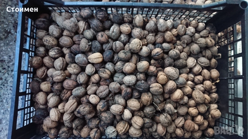 Орехи, снимка 1