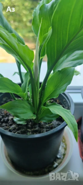 Цветя Спатифилум - в начало на цъфтеж, 6 броя налични, снимка 1