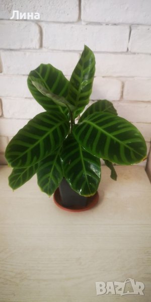 Калатея зебрина /Calathea zebrina/, снимка 1