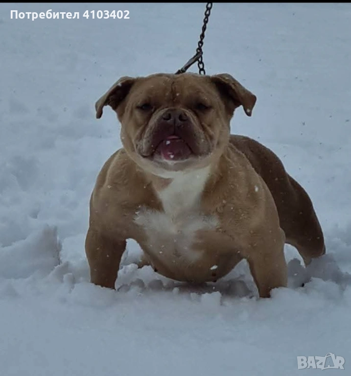 Американско були-покет , снимка 1