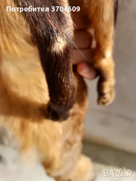 Кожа от лисица, снимка 1