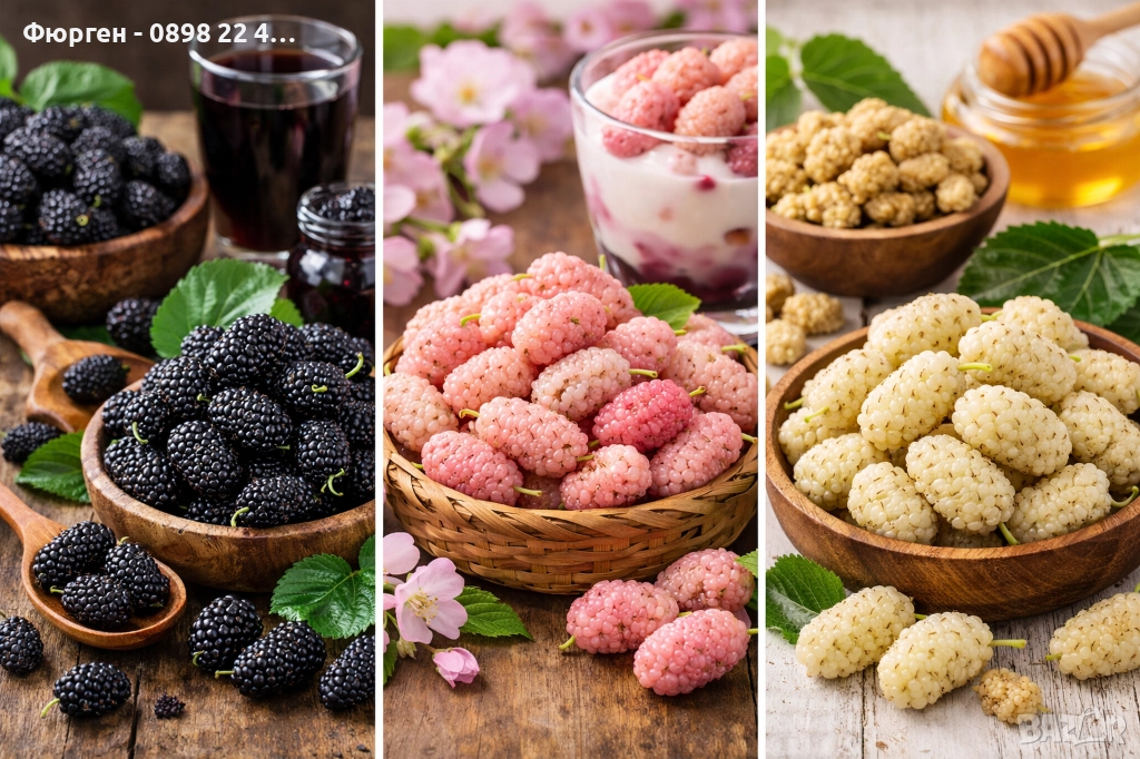 Черница – черна, розова и бяла, снимка 1