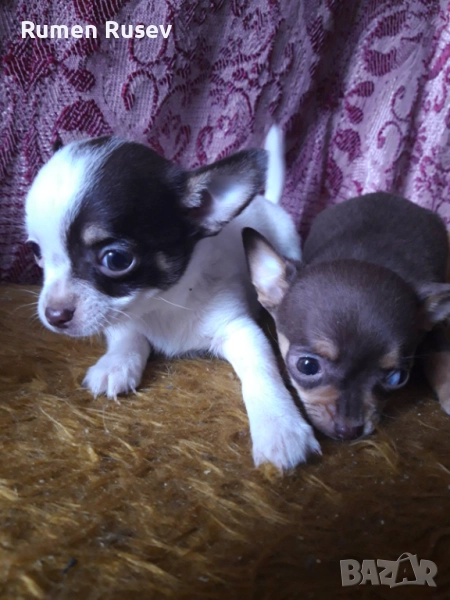 Продавам чихуахуа, снимка 1