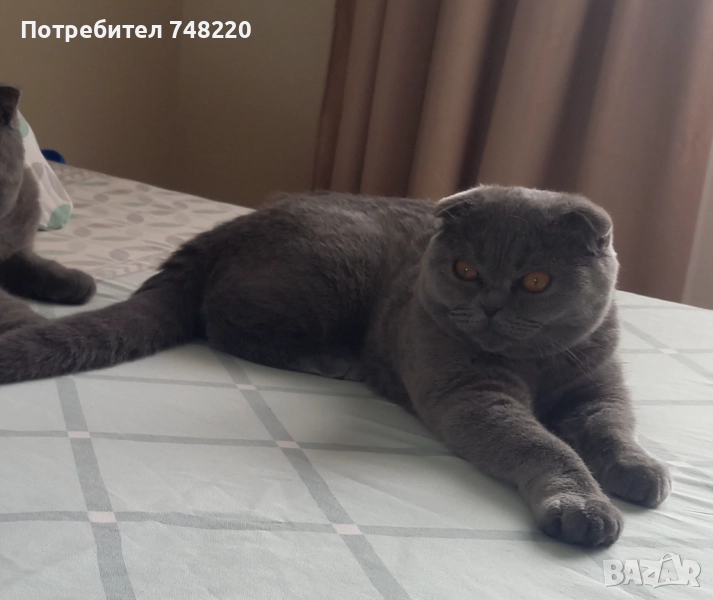 Шотландска клепоуха , снимка 1