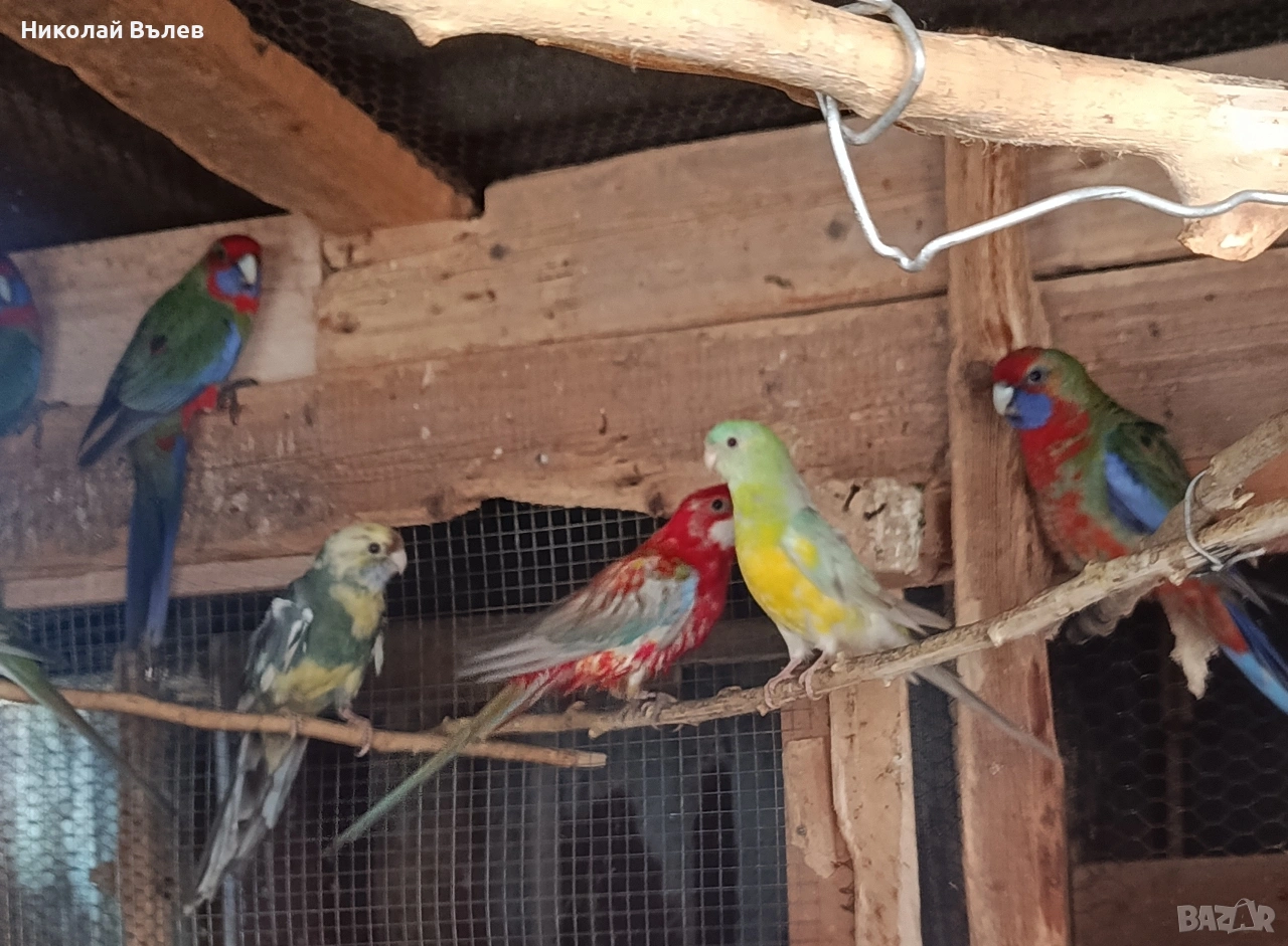 Пенанти,розели и пойни, снимка 1