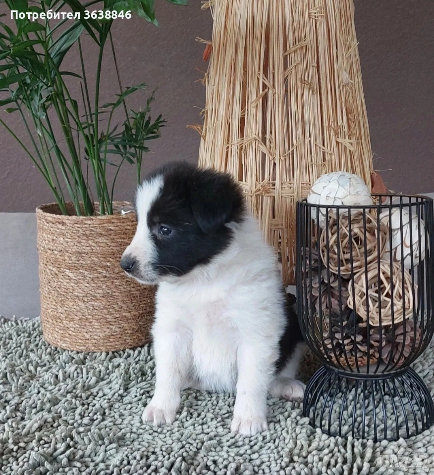 Бордър коли, снимка 1