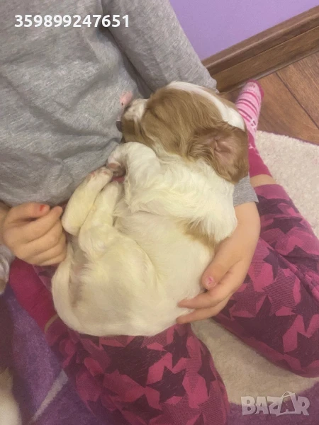 Кокер шпаньол, снимка 1