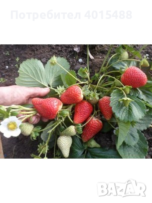 Prodavam korencheta celogodishni qgodi 2 sorta Selva i Ostara, снимка 1