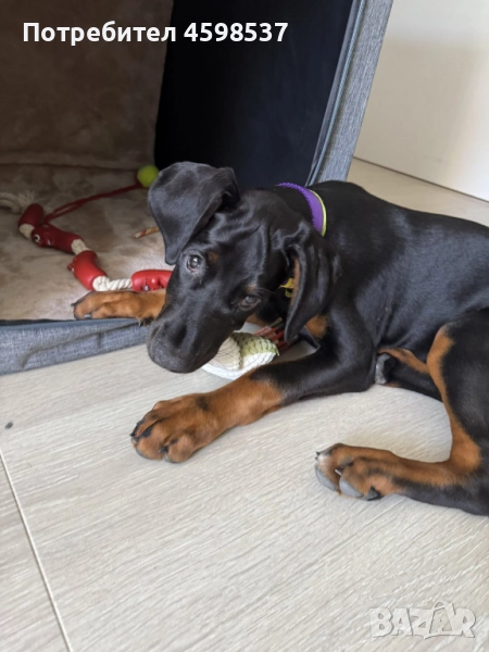 Женски доберман от лицензиран развъдник (3 месеца), снимка 1