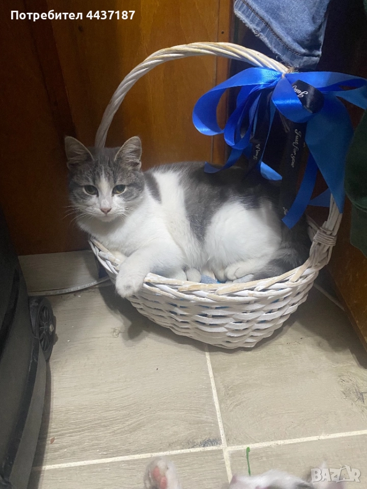 Котета, снимка 1