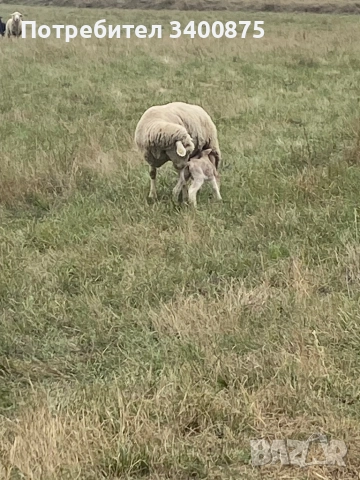 овце илдюфранс
