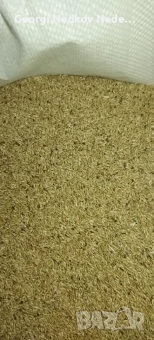 Продавам канарено семе отвято