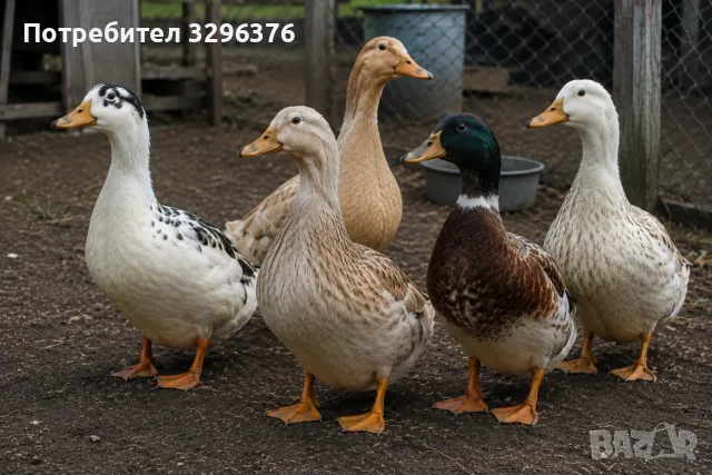 Продавам 10 патици