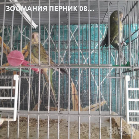 поен папагал женски син