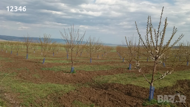 Продава се овощна градина, снимка 17 - Земеделска земя - 52111055