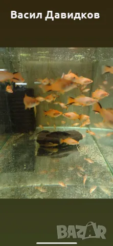 Живородни рибки  Плата, Гупа , Милинезия , снимка 16 - Рибки - 48259225