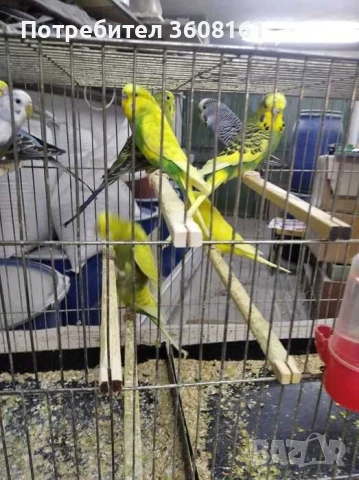 Вълнисти папагали, снимка 3 - Папагали - 50740489