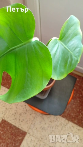 Филодендрон