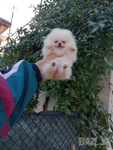 Женски мини Померан. Реални снимки от днес!, снимка 4 - Померан - 52847976