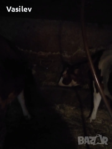 Крава монбилярд , снимка 3 - Крави - 53574601