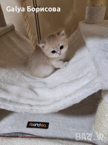Родословни Британски котета , снимка 6 - Британска късокосместа - 53502654