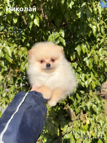 Померан мини момче със втора ваксина, снимка 3 - Померан - 53798503