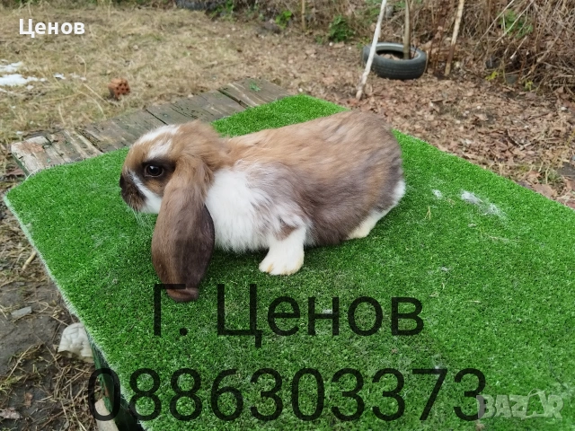 Продавам кочовати зайци., снимка 9 - Други животни - 53178167