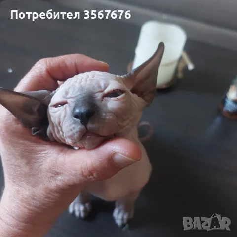 Чистокръвни канадски сфинксове, снимка 6 - Сфинксове - 56105398