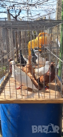 Продавам Будапещенски, снимка 11 - Гълъби - 53753986