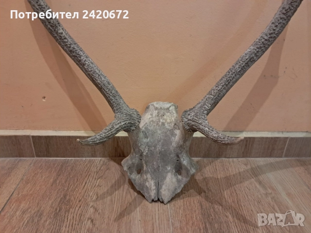 еленови рога, снимка 3 - Декорация за дома - 52221523