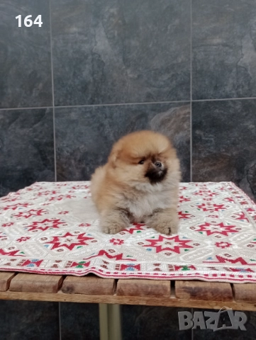 Мъжки Померани., снимка 6 - Померан - 52697509