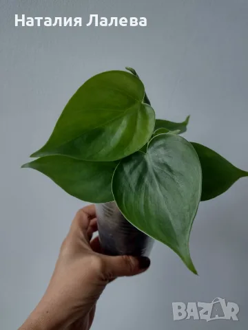 Филодендрон, philodendron Heartleaf