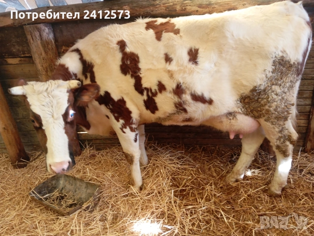 Продавам крави на първо,второ и трето теле,договаряне, снимка 7 - Крави - 53754897