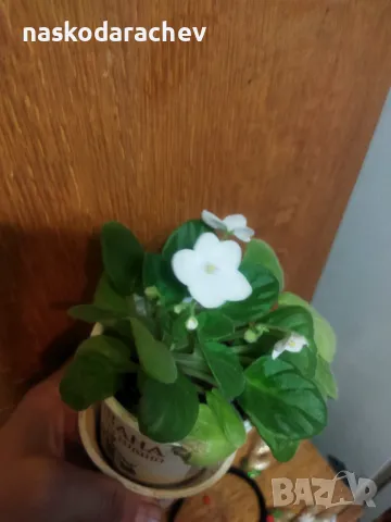 Теменужка, теменужки, сенполия снежно бяла, бял цвят, снимка 18 - Стайни растения - 48424077